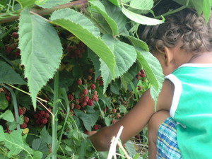 Charleston Power Family Garden