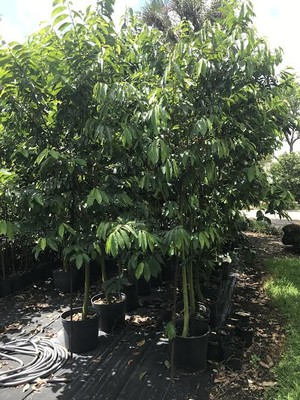 Shangri-La Farms