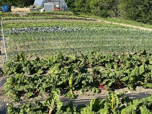 Grazin' Acres Farm