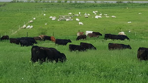 Royer Farm Fresh Beef, Pork & Lamb