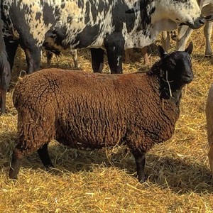 Aerie Farm East