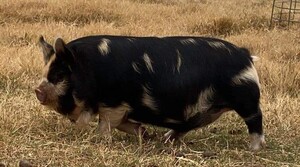 Sweetgrass Hills Farm,LLC