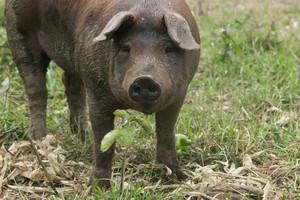 Blackbrook Farm