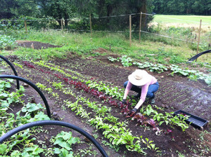 Peace Crops