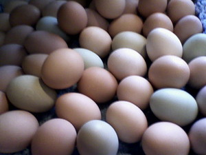 Hagerman Happy Hens
