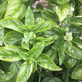 Becker Farms and Vizcarra Vineyards