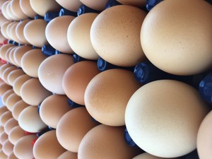Humble Rooster Farm, LLC