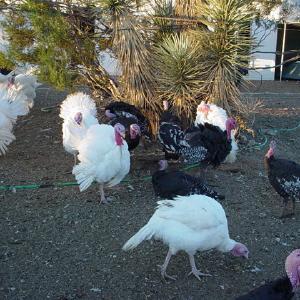 Rainbow Ranch Farms