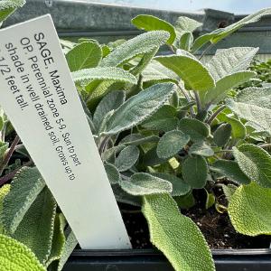 Bayfield Foods CSA