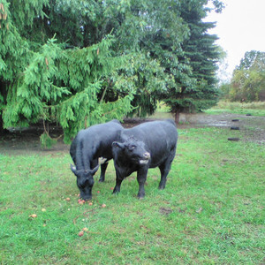 Ashfield Cattle LLC.