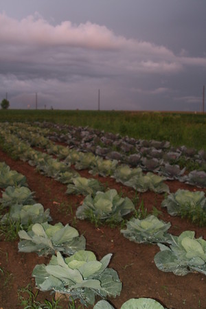Jericho Run  Farms