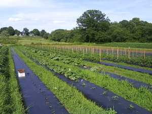 West Green Farm