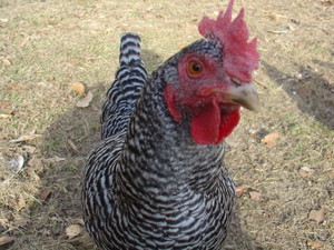 Terre Verte Farm