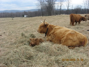 Springtime Hill Farm