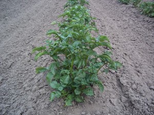 Vic's Potatoes