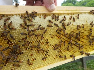Queen Bee Farm