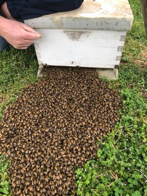 Brush Creek Honey Farm