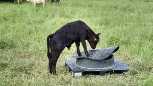 Purgatory Cattle