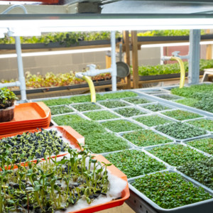 Oasis Microgreens