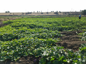 South Central Farmers' Cooperative