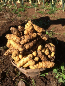 Sublime Organics