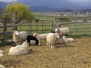 Tawanda Farms