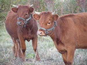 Better Life Farms, LLC