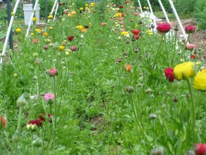 Billabong Fresh Flower Farm