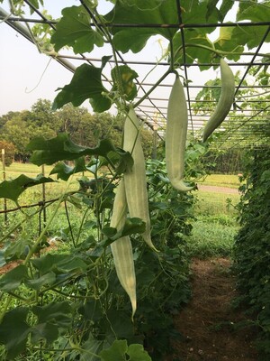 Amaranth Acres