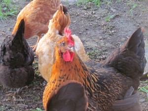 Summerdale Farms, Inc.