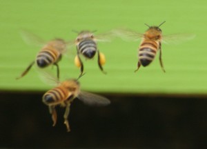 No Bull Ranch Beekeeping