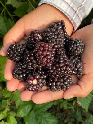 Boysen Berry Farm