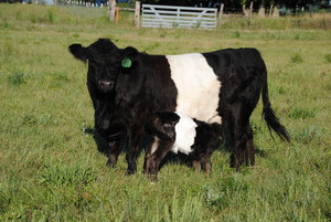 Pops Grass Fed Beef / Menefee Ranches LLC