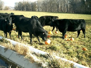 MVR Ranch & Cattle