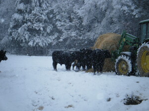Cohen Farm
