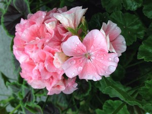 Dillsburg Farmers' Market