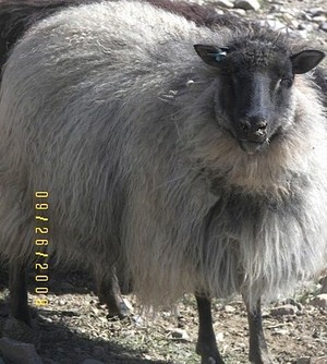 JTRanch
