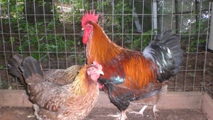 Triple B Poultry