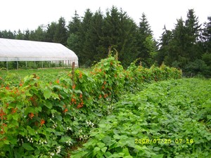 Alambria Springs Farm CSA