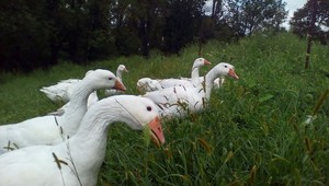 Eaton Well Farms