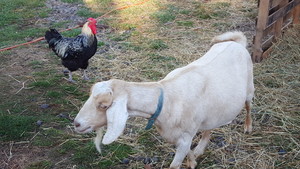 UBA Ranch LLC