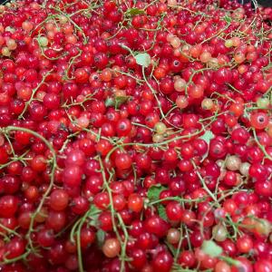 Bayfield Foods CSA