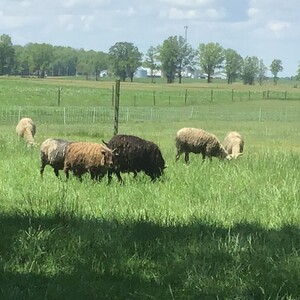 Moonstruck Farm