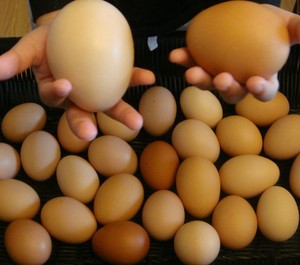 Phoenix's Egg Farm