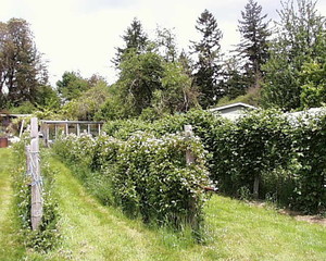 Qberry Farm