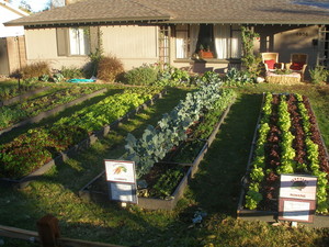 Farmyard
