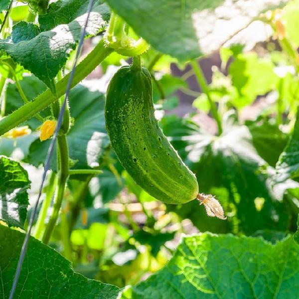 cucumber
