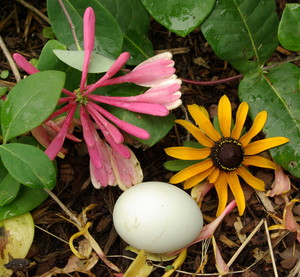 Dandelion Gardening Arts, LLC