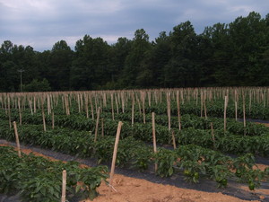 Painter Farms