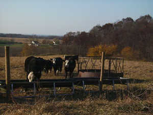The Ohio Cattle Company